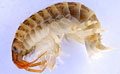 shrimp_090811