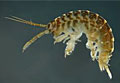 shrimp_100910