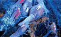 shrimp_111206