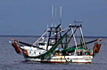shrimper_090505