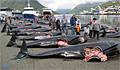 slaughtered-whales_300710