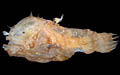 smallest_fish_020206