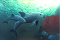 smallest_porpoises_050805