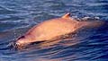 snubfin_dolphin_050705