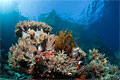 soft-coral_241011