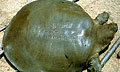 soft-turtle_190507