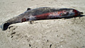 spade-tooth_061112