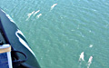 sperm-whale_010513