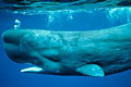 sperm-whale_160610
