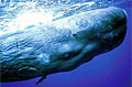sperm-whale_210208