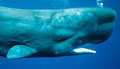 sperm-whale_240210