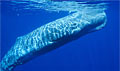 sperm-whale_290408