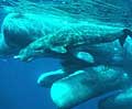 spermwhale_101003