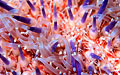 spines_230510