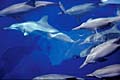spinner_dolphins_150605