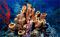 sponge_060511