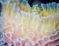 sponge_240810