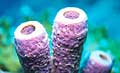 sponges_020509