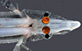 spookfish_080109