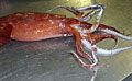 squid_070710