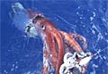 squid_130511