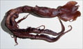 squid_181110