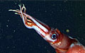 squid_221011