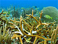 staghorn_080505