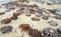 starfish-staranding_060612