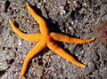 starfish_030106
