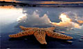 starfish_301009