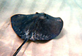stingray_130906