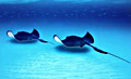 stingrays_260413