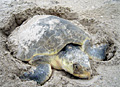 stranded-turtle_080113