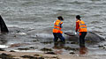 stranded-whale_090809