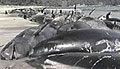 stranding_051204