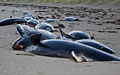 stranding_081110