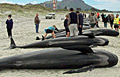 stranding_111106