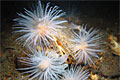 subsea_011212