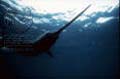 swordfish_12012005