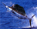 swordfish_180206