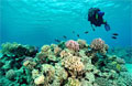 thai-corals_300111