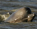 thameswhale_270106