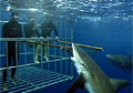 tiger-cage_200608