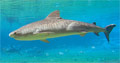 tiger-shark_080611