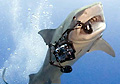 tiger-shark_111010