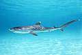 tiger_shark_230705