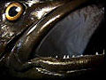 toothfish_240803