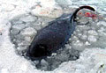 trapped_whale_060305
