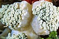 tree-coral_050809